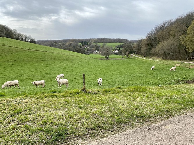 En forêt autour de Cessy