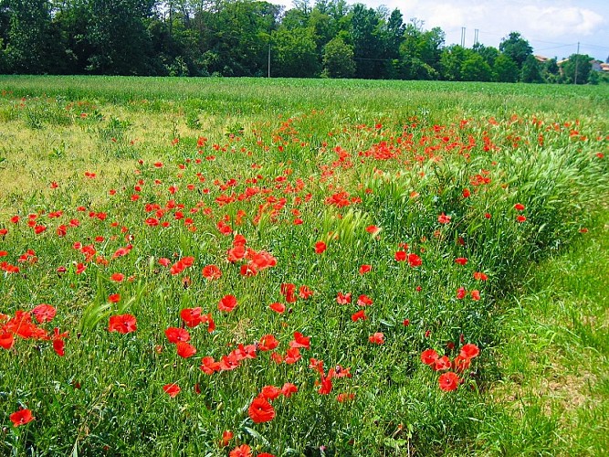 Coquelicots en Hauts Tolosans - Randonnée - Crédit Office de Tourisme des Hauts Tolosans (1)