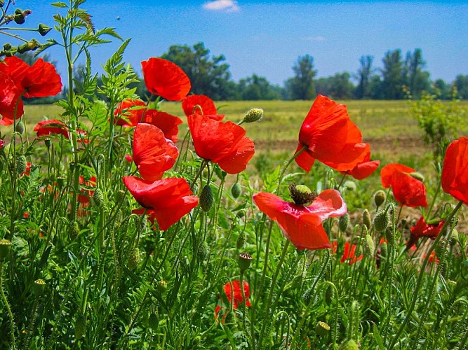 Coquelicots en Hauts Tolosans - Randonnée - Crédit Office de Tourisme des Hauts Tolosans (2)