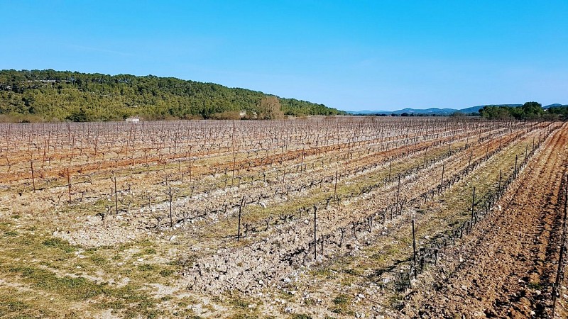 boucle-18-013-vignes-avant-les-matelles