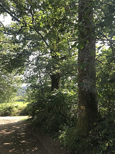 Saint Rémy - Randonnée De l'homme et de nature_1