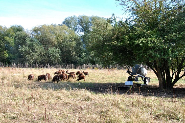 Etape 5 - La prairie communale