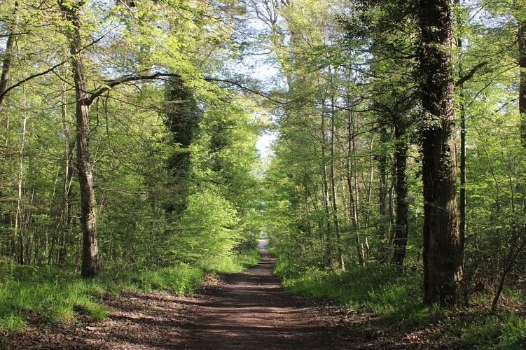 Etape 7 - La forêt domaniale de Saint-Germain