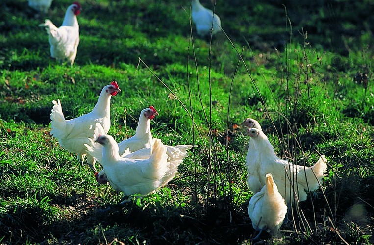 A la découverte de Marmont