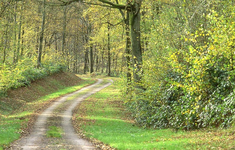 Les bruyères de Gondreville