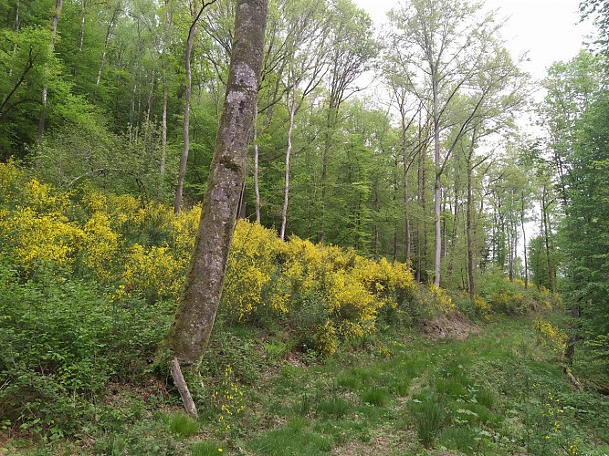 Laforêt_Sentier des Demoiselles (6)