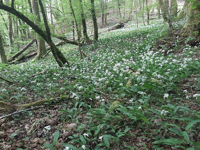 Laforêt_Sentier des Demoiselles (7)