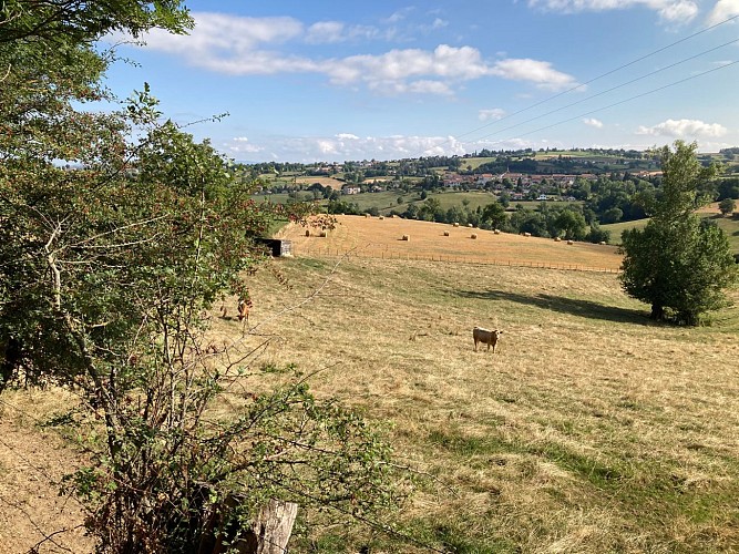 N°2 Par monts, vaux et forêts_Aveizieux