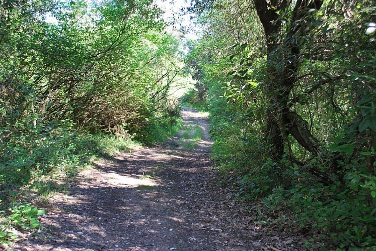 Sentier sous bois