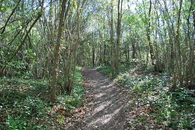 Sentier sous bois