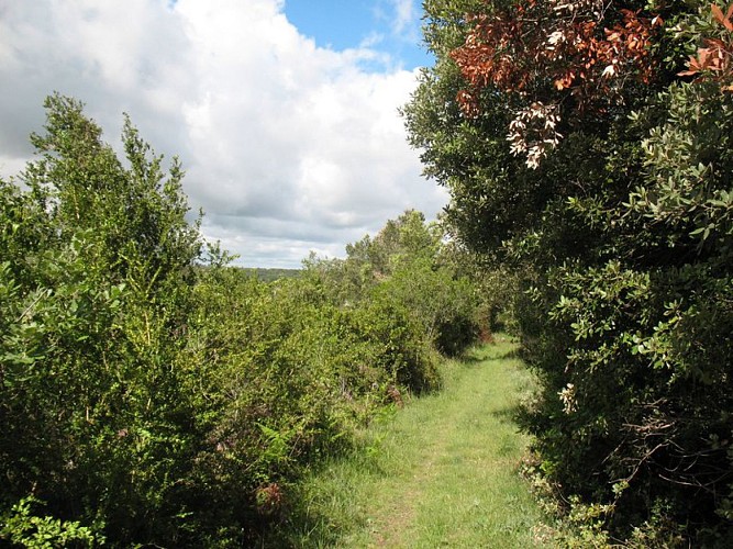 sentier verdoyant