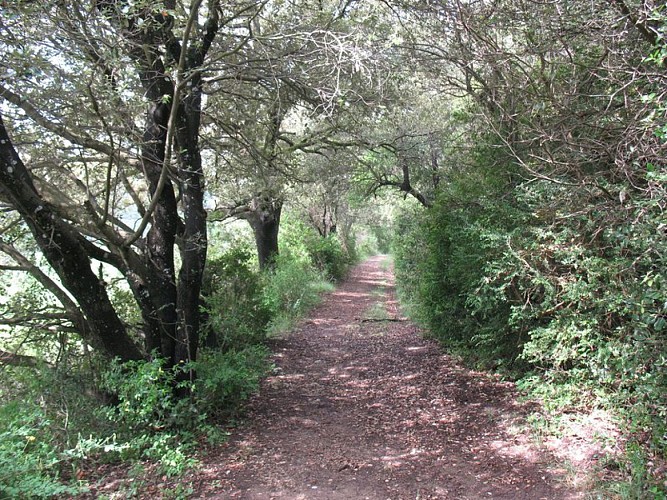 Sentier sous bois