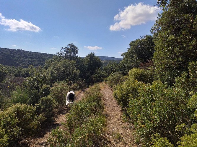 Wilki sur le sentier