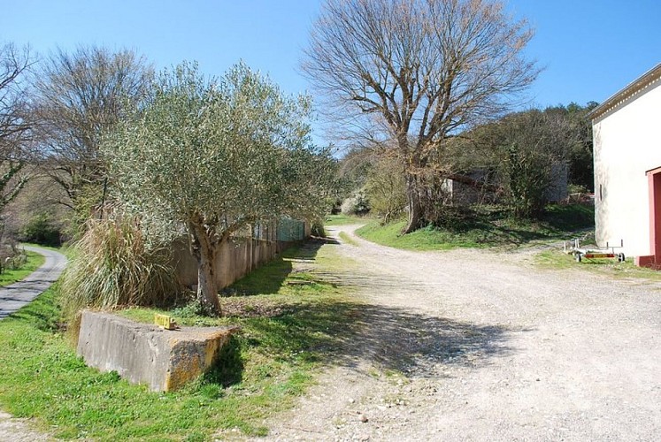 Strawberry Tree