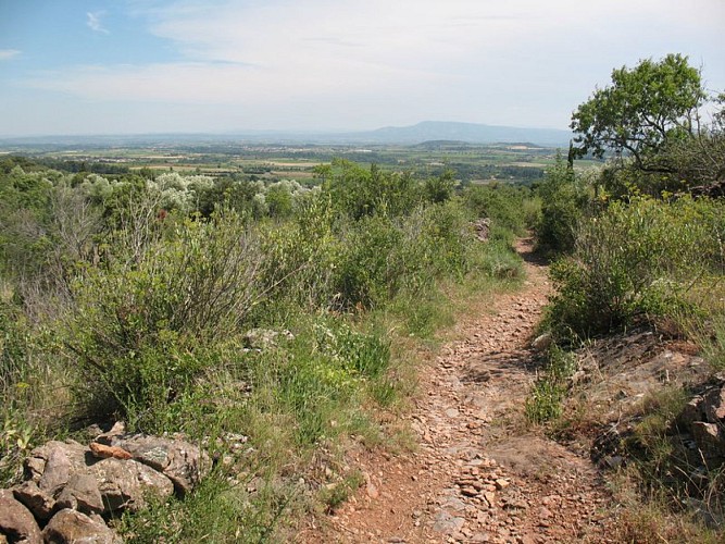 The Sheep track