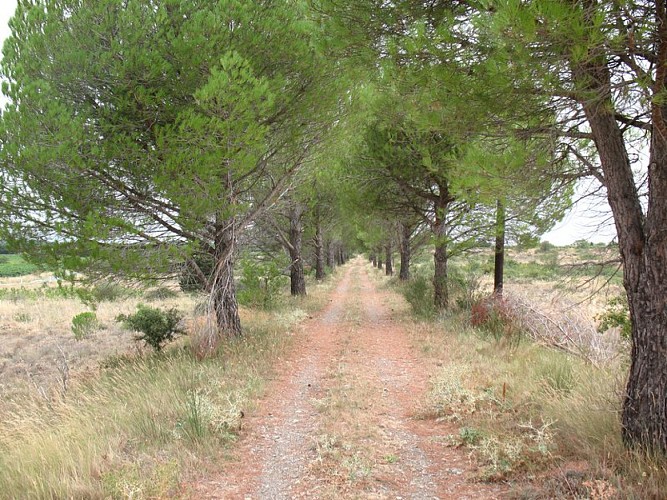 The green path - Le Chemin Vert