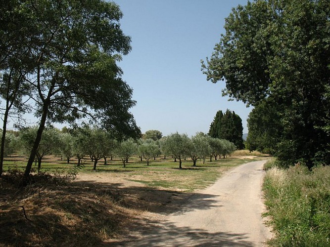 The green path - Le Chemin Vert