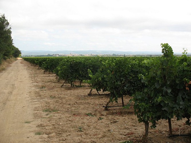 Le Chemin Vert de Puichéric à Caunes-Minervois