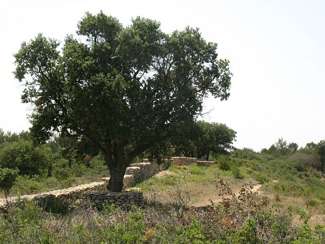 Les capitelles - Le Cagarot