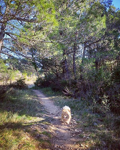 Les capitelles - Les Murailles d'Aribaud