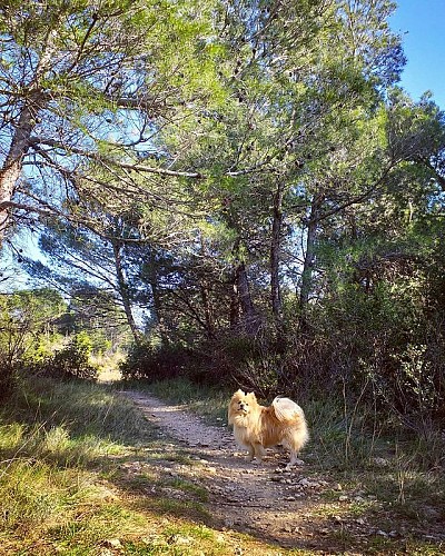 Les capitelles - Les Murailles d'Aribaud