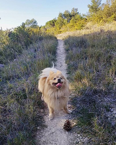Les capitelles - Les Murailles d'Aribaud