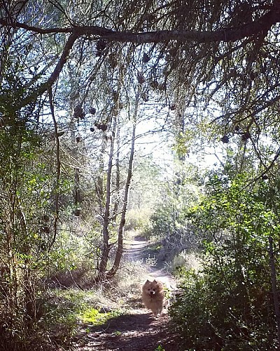 Les capitelles - Les Murailles d'Aribaud