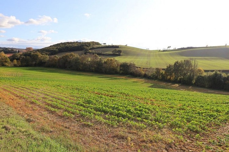 Panoramic Trail in Malepère