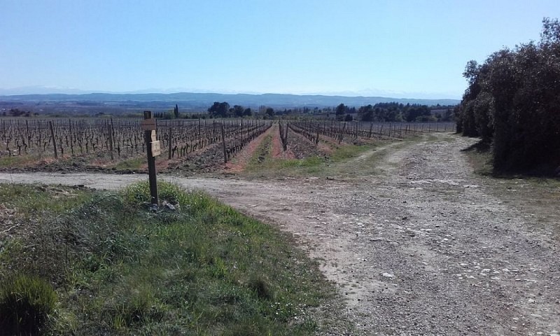 Sentier et vignes