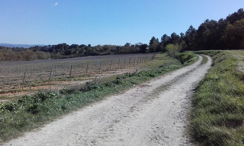 Sentier et vignes