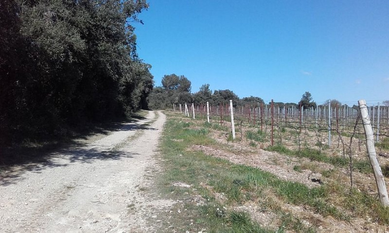 Sentier et vignes