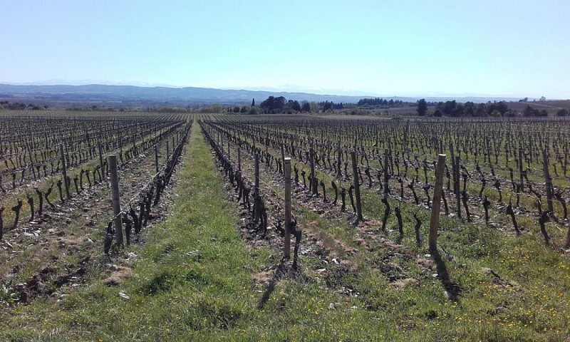 Vignes