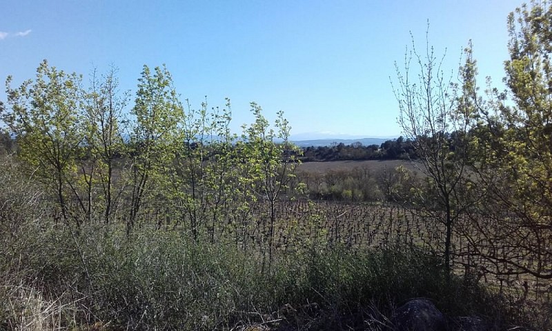 Panorama vignes