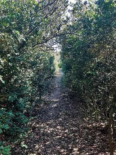 On the ridges of Alaric
