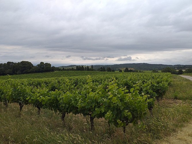 Vignes