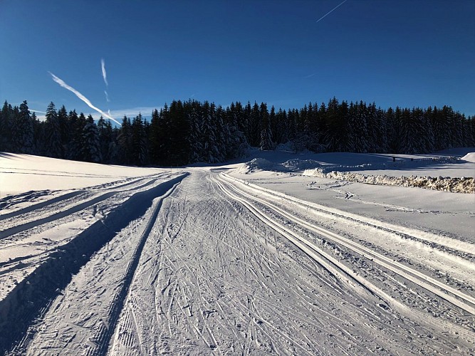 Cross country skiing tracks: short green for beginners