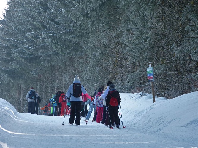 Cross country skiing tracks: short green for beginners