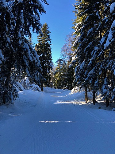 Piste verte de ski de fond de Lachat : Les Plânes