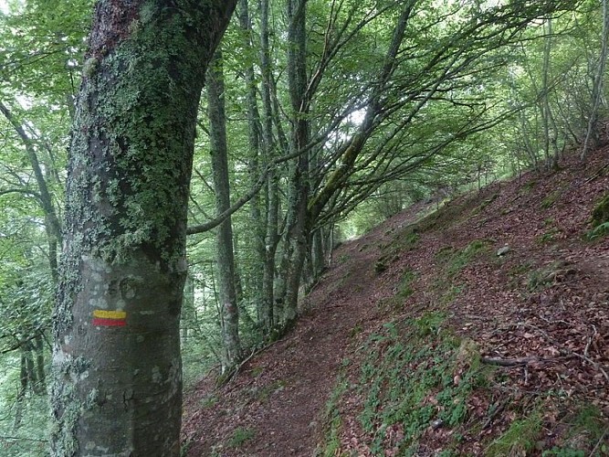 Variante forestière permettant d'éviter la crète.