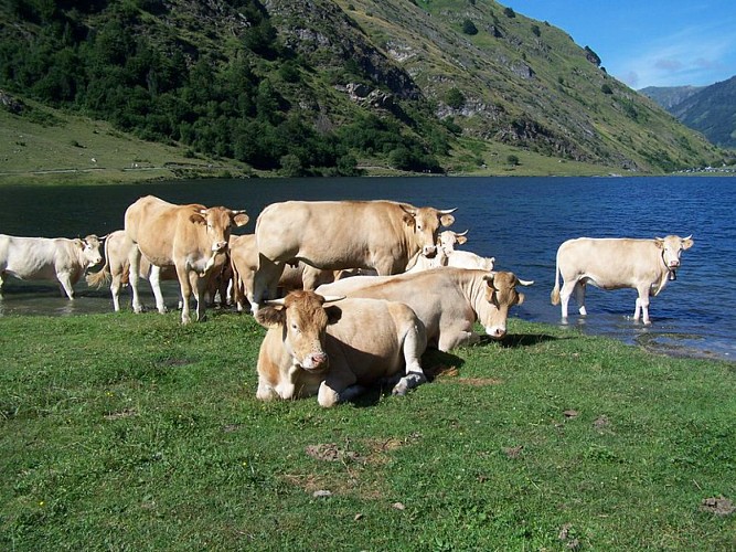 Troupeau de vaches sur les berges du lac