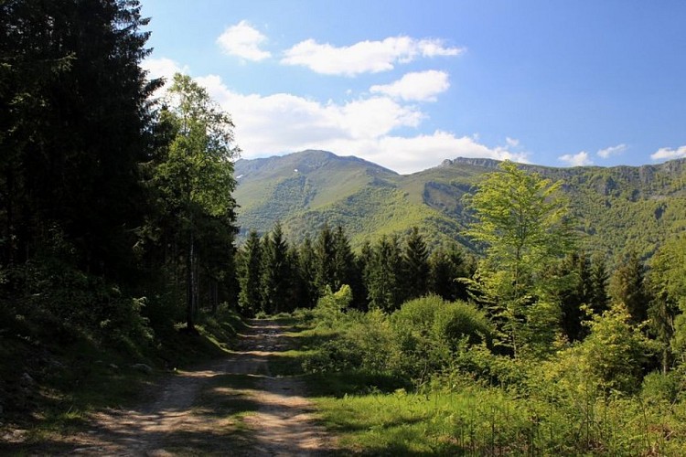Piste forestière sur le versant de la vallée du Bergons - (c) Julien Liron