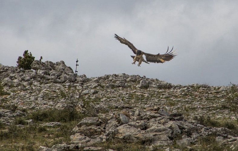 Vautour gypaète barbu