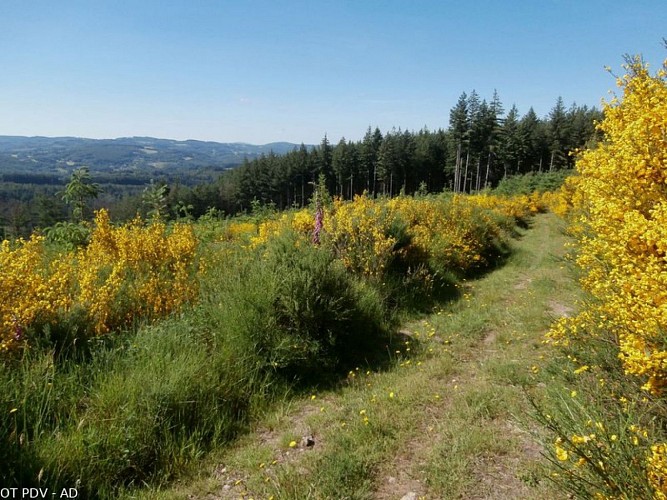 En chemin, vue sur le plateau de Millevaches