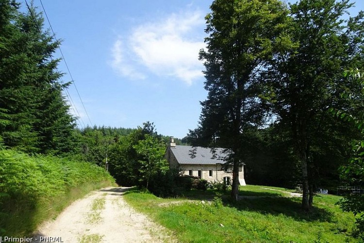 De feuilles en aiguilles