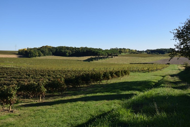 Paysage-vignes