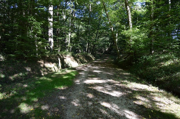 Bois de Madame