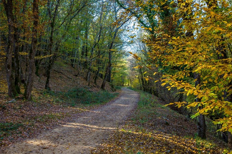 Promenade : La Forêt Royale - Saint-Paul-en-Forêt_Saint-Paul-en-Forêt
