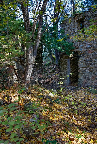 Promenade : La Forêt Royale - Saint-Paul-en-Forêt_Saint-Paul-en-Forêt