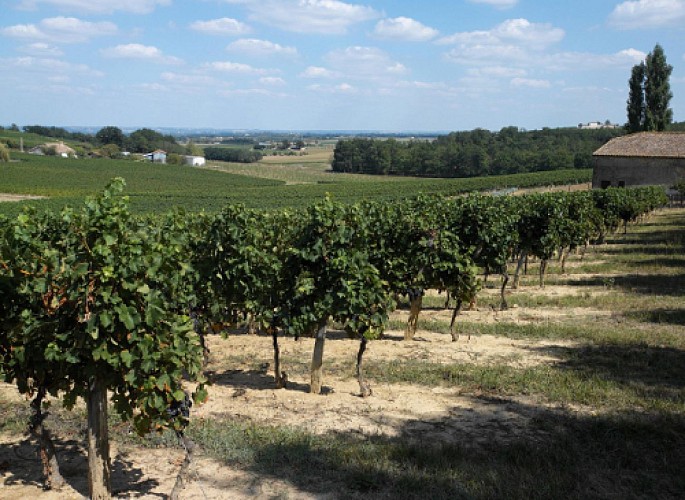 Circuit Paysages des Vignobles de Cocumont