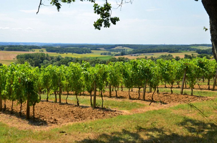 Saint-Jean-de-Duras, balade au coeur des vignobles de Duras